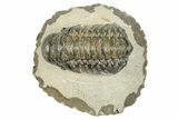 Detailed Crotalocephalina Trilobite - Atchana, Morocco #273067-2